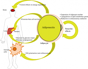 Diagram showing adiponectin's role in glucose metabolism and inflammation