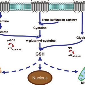 Glutathione synthesis pathway diagram showing how the body produces glutathione