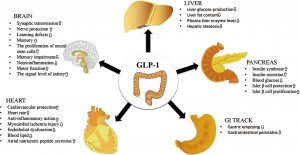 GLP-1 benefits diagram showing effects on the brain, pancreas, liver, heart, and digestive system