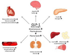 GLP-1 diagram showing effects on the brain, heart, pancreas, liver, kidneys, and blood vessels